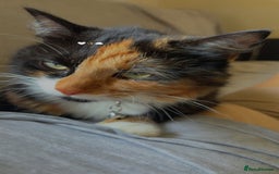 Persian cats for sale: Lovely tortoise shell cat - Image 2