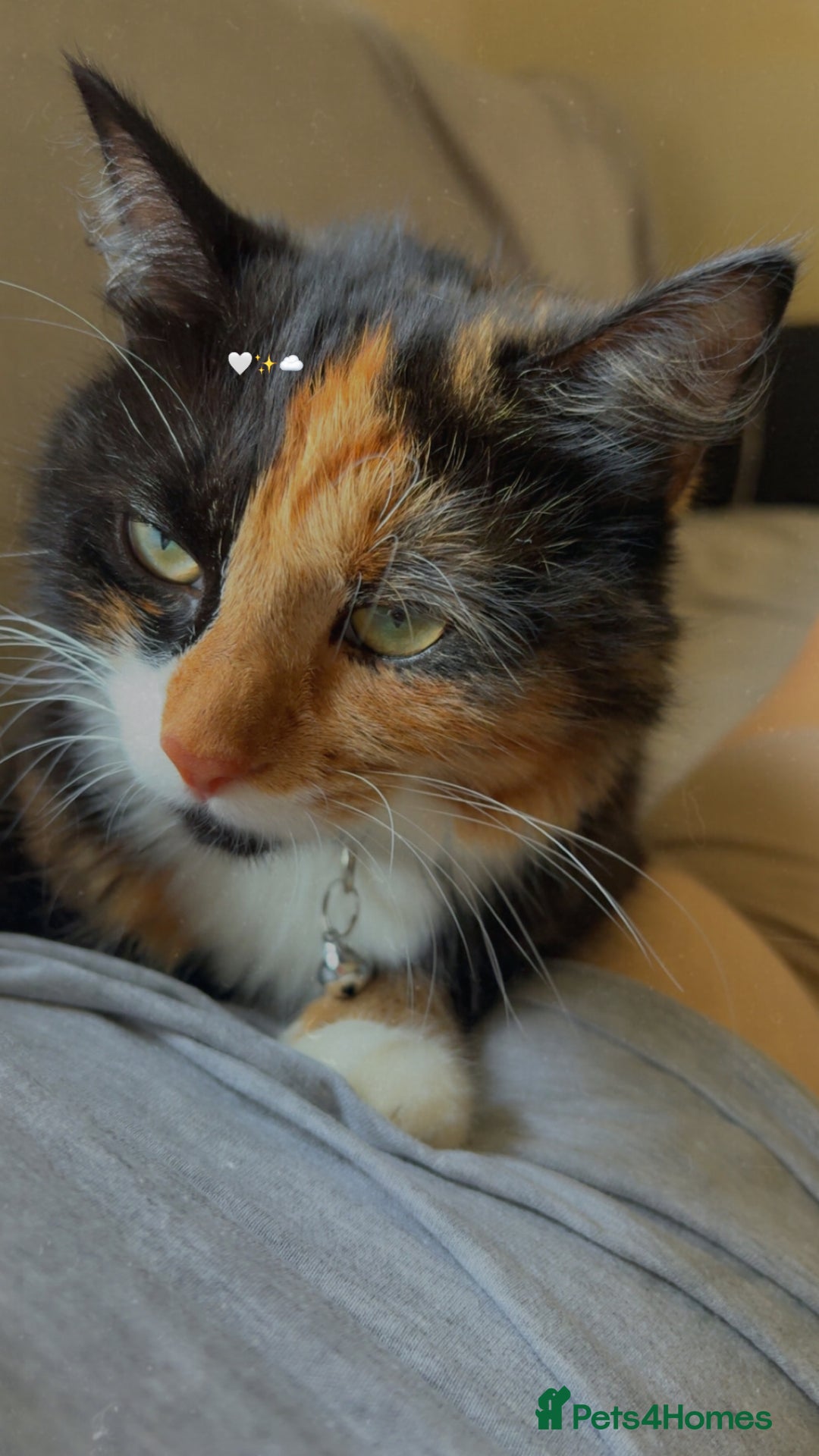 Persian cats for sale: Lovely tortoise shell cat - Image 2