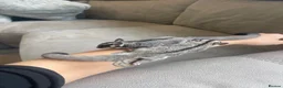 Sugar Glider rodents for sale: Sugar Gliders Grey + Leu (Details in Description) - Advert 5