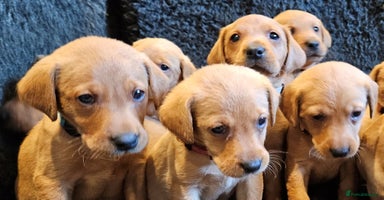 Labrador Retriever dogs - Advert 4