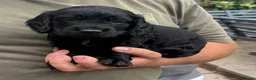 Cocker Spaniel dogs for sale: Working Cocker Spaniel puppies for sale  - Advert 6