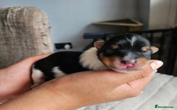 Yorkshire Terrier dogs for sale: 5 szczeniąt York terrier (Biewer) - Image 6