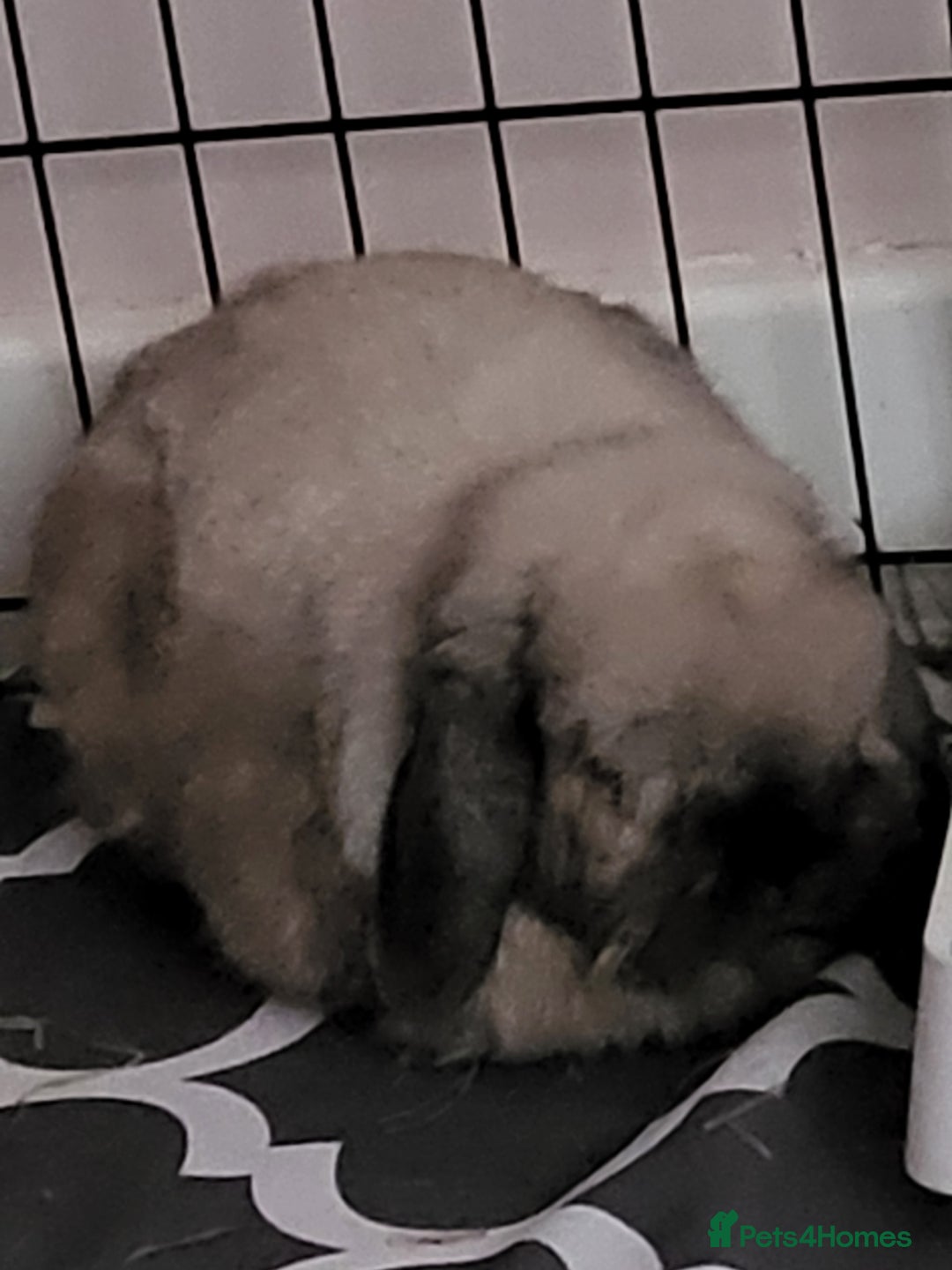 Mini Lop rabbits for sale: Free neutered/vaccinated mini lop  - Advert 1