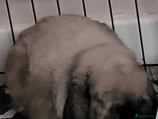 Mini Lop rabbits Free neutered/vaccinated mini lop - Advert 1