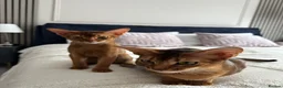 Abyssinian cats for sale: Only 1 Girl available 🎀 - Advert 13