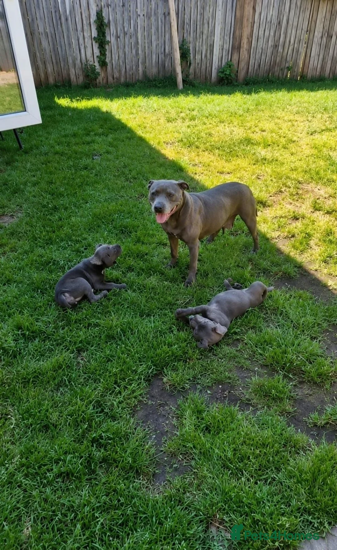 Staffordshire Bull Terrier dogs for sale: Pure blue staffy puppies ready to leave  - Advert 13