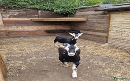 Goats livestock for sale: For Sale: 2 Beautiful Female British Alpine Goats - Image 3