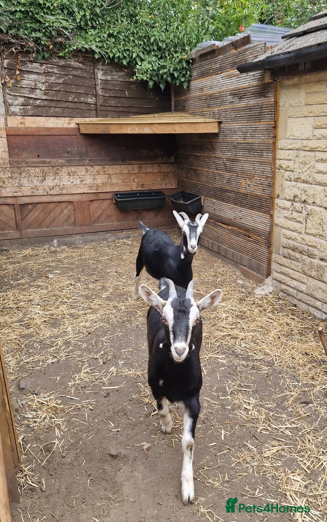 Goats livestock for sale: For Sale: 2 Beautiful Female British Alpine Goats - Image 3