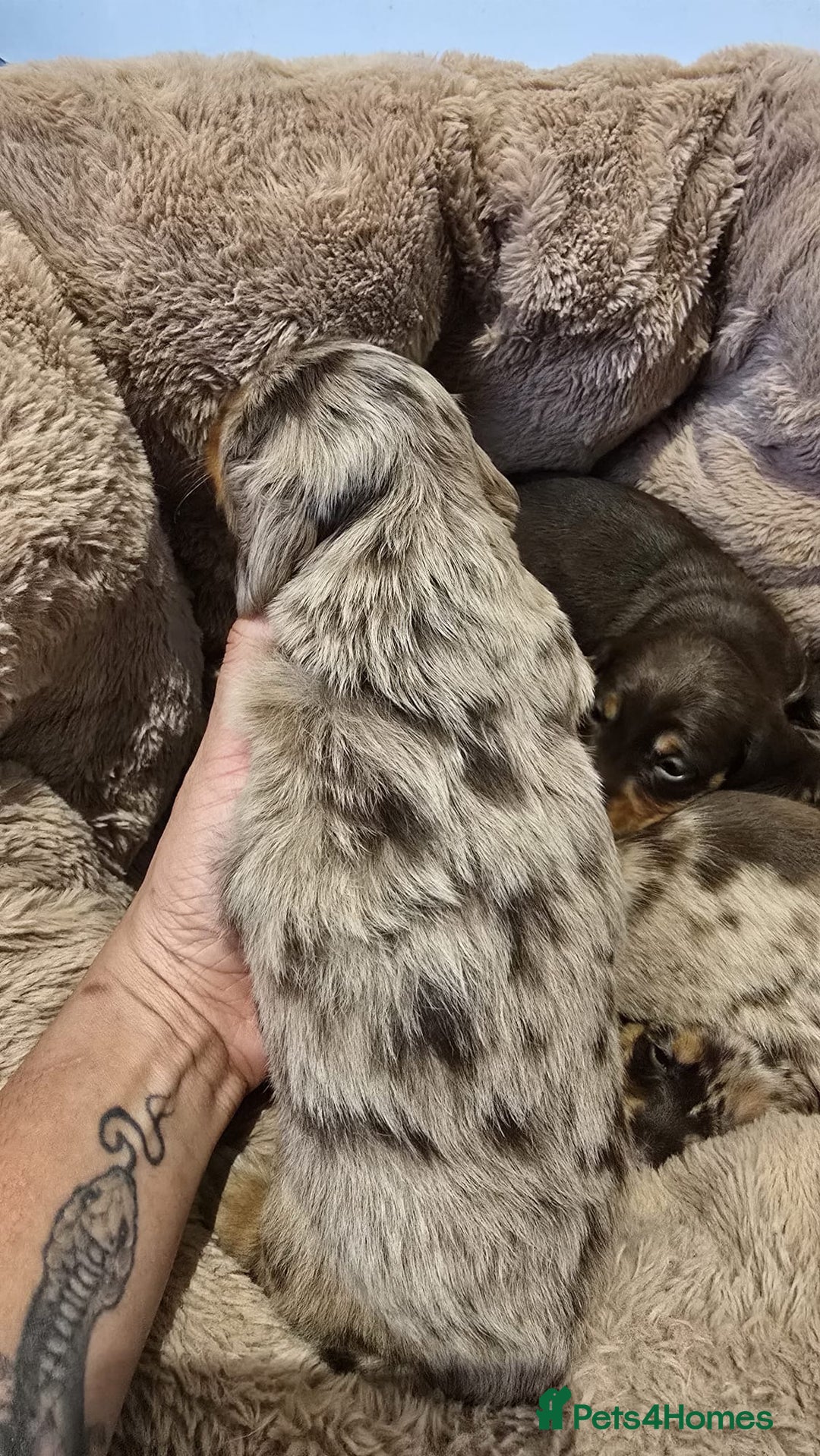 Miniature Dachshund dogs for sale: ❤️Longhair and wirehair sausages❤️ - Advert 10