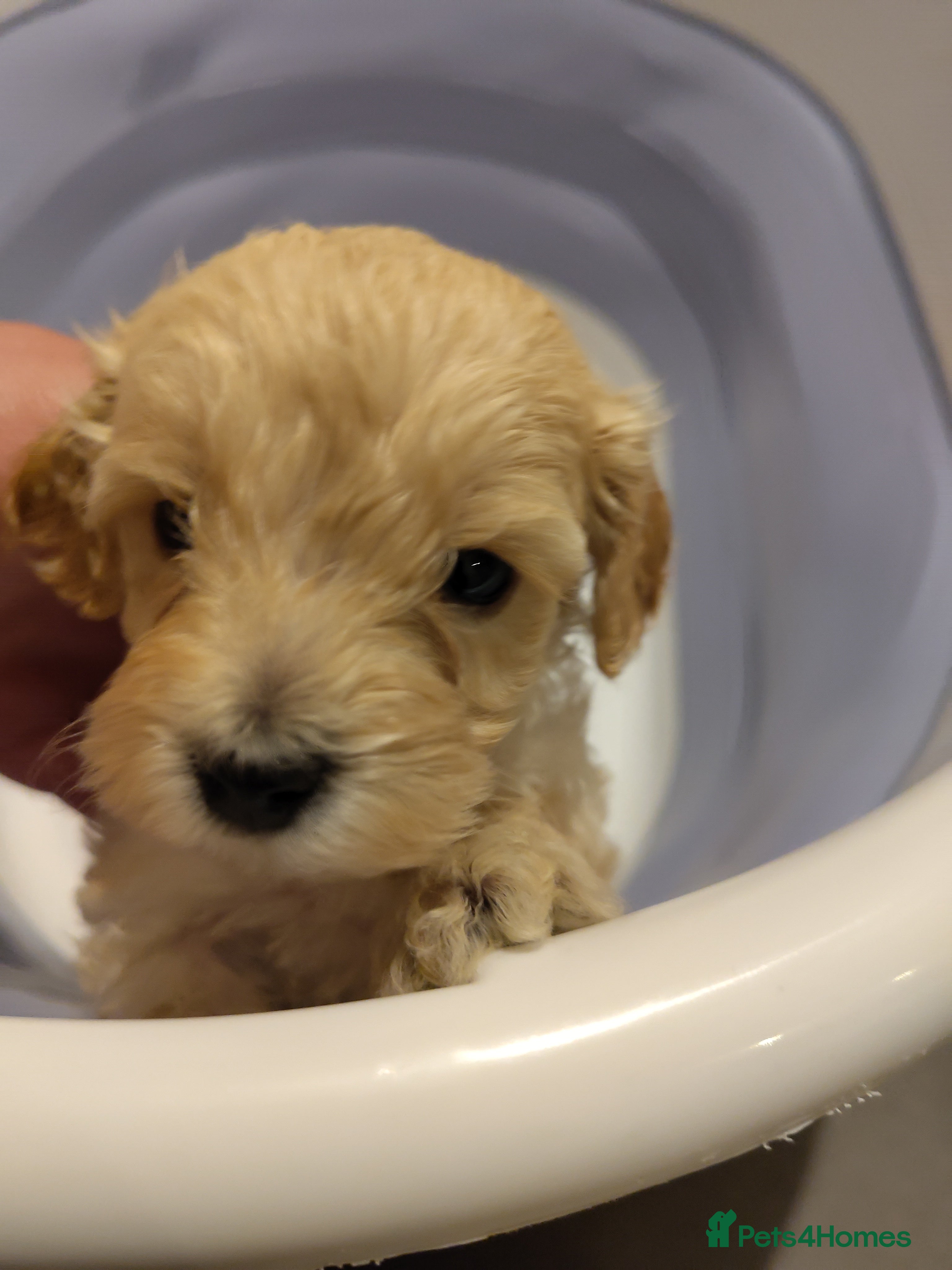 Cockapoo dogs Toy Cockapoo Puppies | KC Reg. Toy Poodle Dad - Advert 2