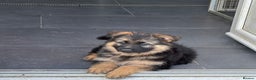 German Shepherd dogs for stud: Old-fashioned type GERMAN SHEPHERD at stud - Advert 14