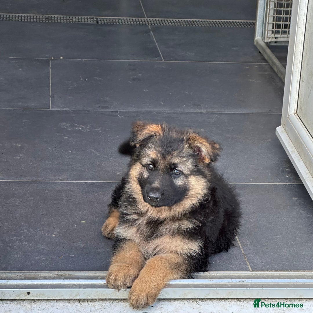 German Shepherd dogs for stud: Old-fashioned type GERMAN SHEPHERD at stud - Advert 14