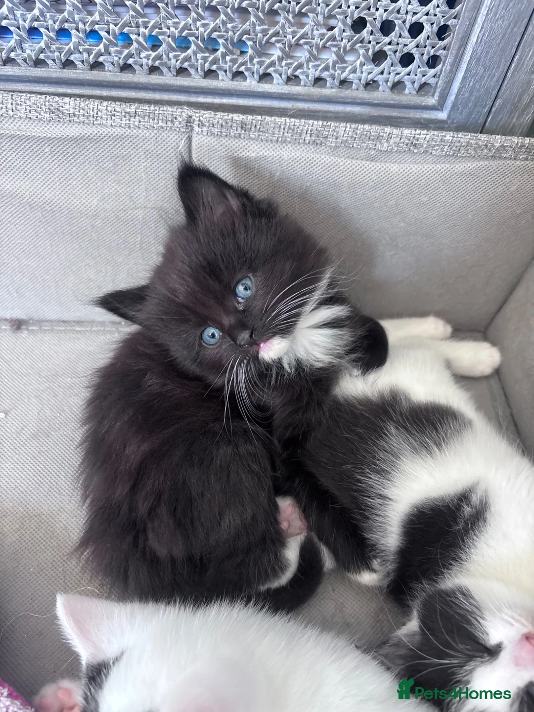 Mixed Breed cats for sale: Beautiful kittens - Advert 7