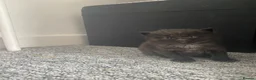 Mixed Breed cats for sale: Mum and 2 kittens  - Advert 4