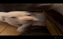 Labrador Retriever dogs for sale: Fully vaccinated chunky pedigree pups  - Advert 14