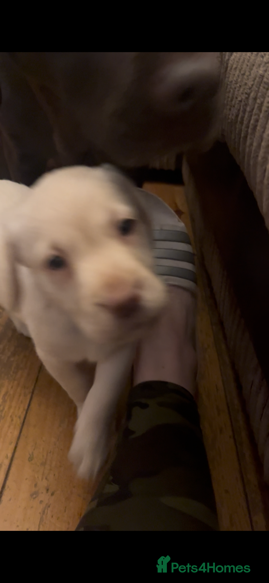 Labrador Retriever dogs for sale: Fully vaccinated chunky pedigree pups  - Advert 14