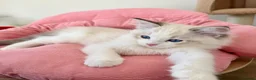 Ragdoll cats for sale: ✨ Exceptional Ragdoll Kittens Ready to leave ✨ - Advert 8