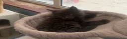 Maine Coon cats for sale: Maine Coon kittens - Advert 35