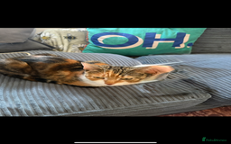 Mixed Breed cats for sale: loved and cared for kittens looking for new home🥹 - Image 39