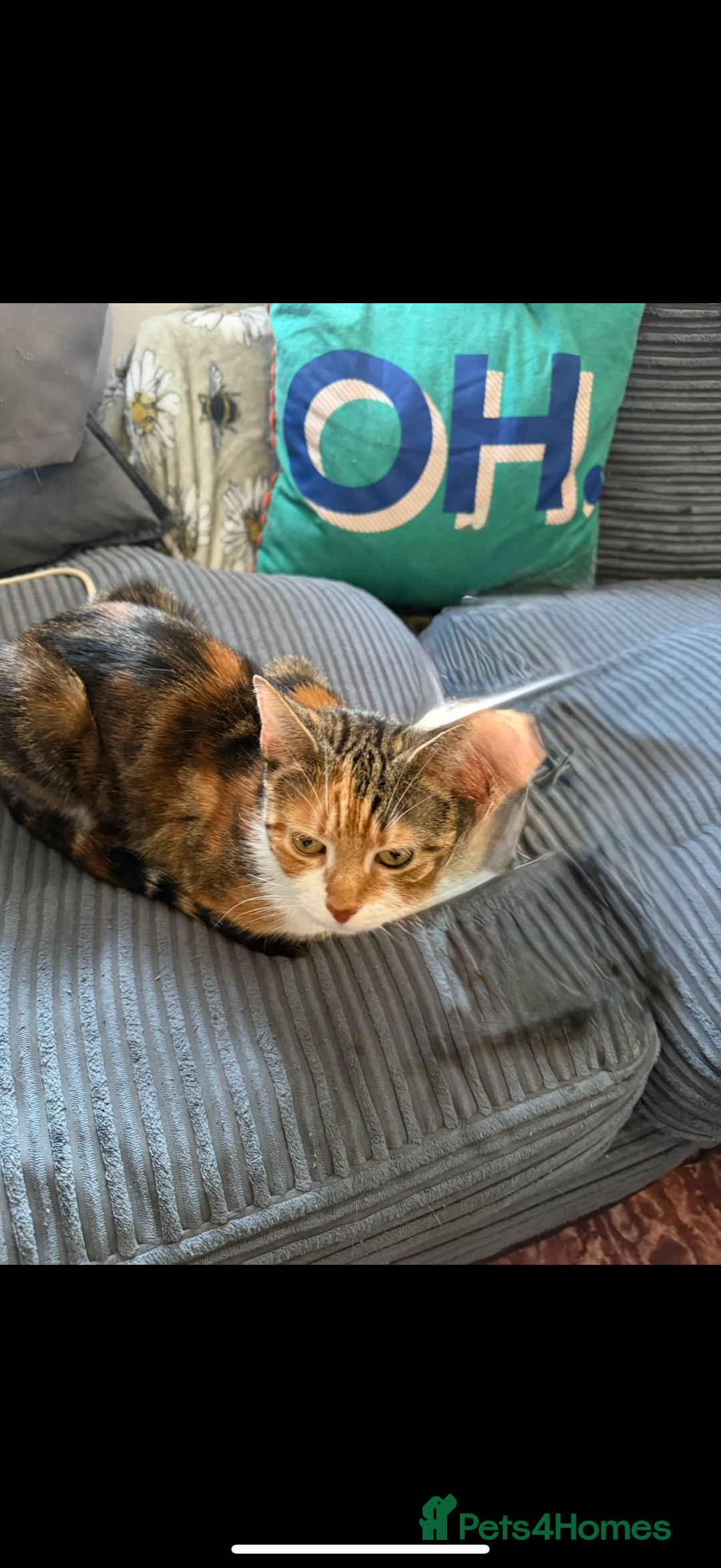 Mixed Breed cats for sale: loved and cared for kittens looking for new home🥹 - Image 39