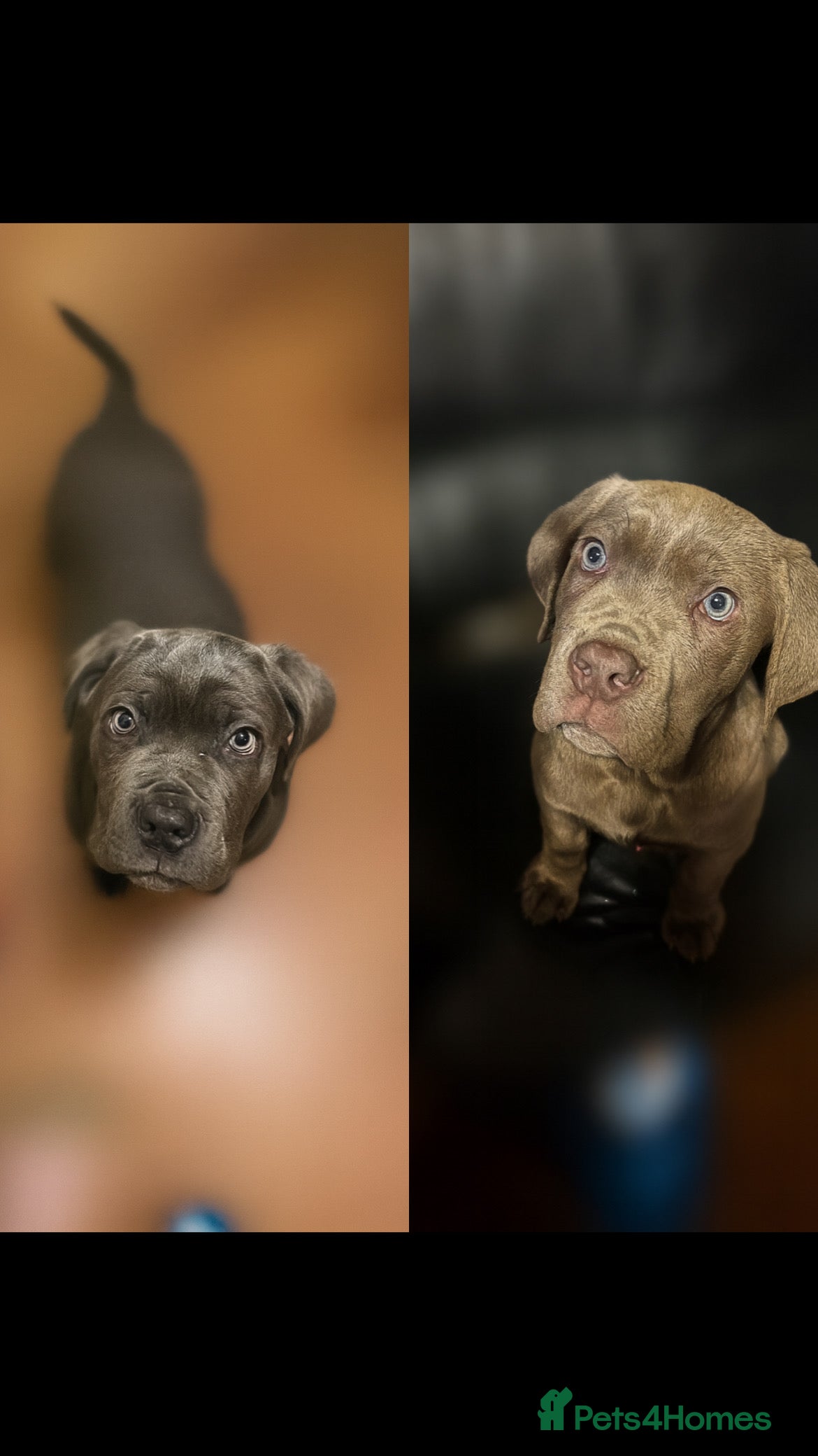 Cane Corso dogs Cane corso pups  - Advert 2