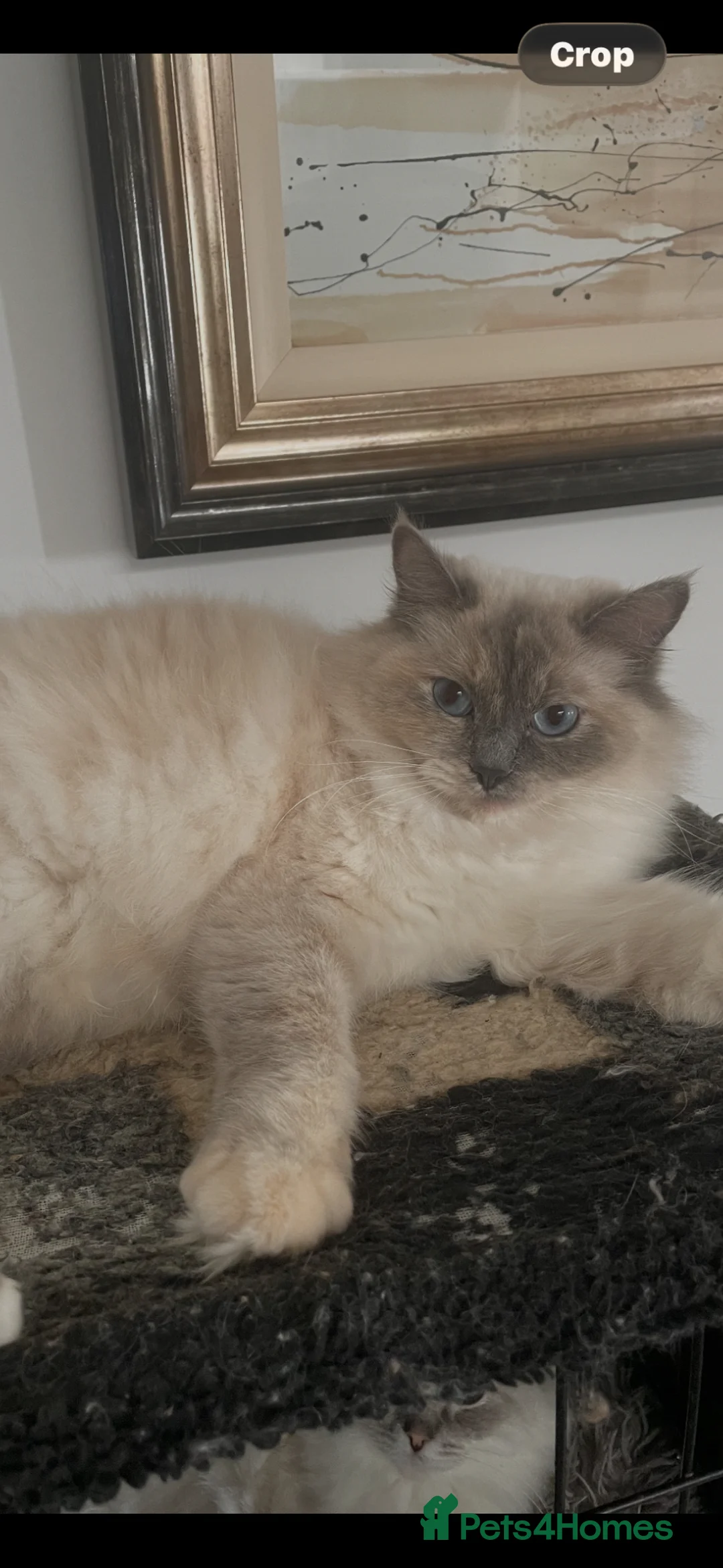 Ragdoll cats for sale: Ragdoll kittens  - Advert 1