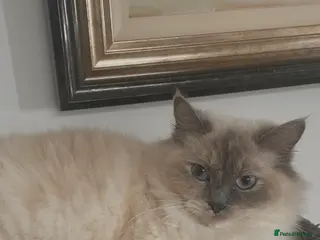 Ragdoll cats Ragdoll kittens - Advert 6