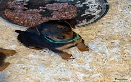 Lakeland Terrier dogs for sale: Lakeland terrier puppies  - Image 12