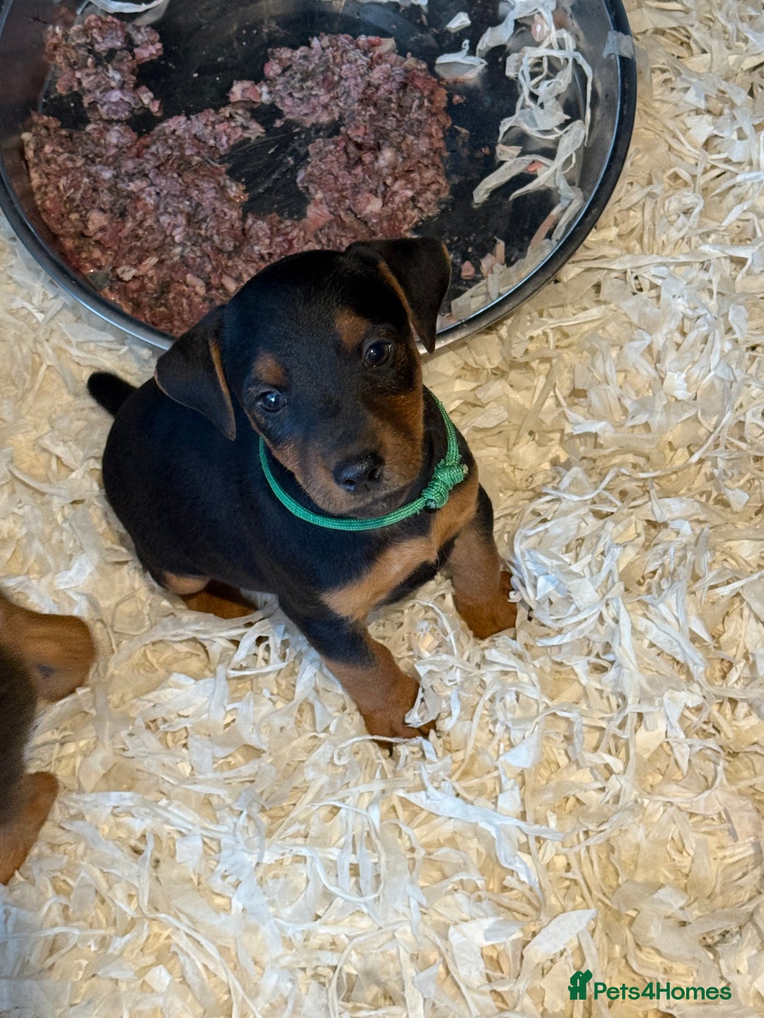 Lakeland Terrier dogs for sale: Lakeland terrier puppies  - Image 12