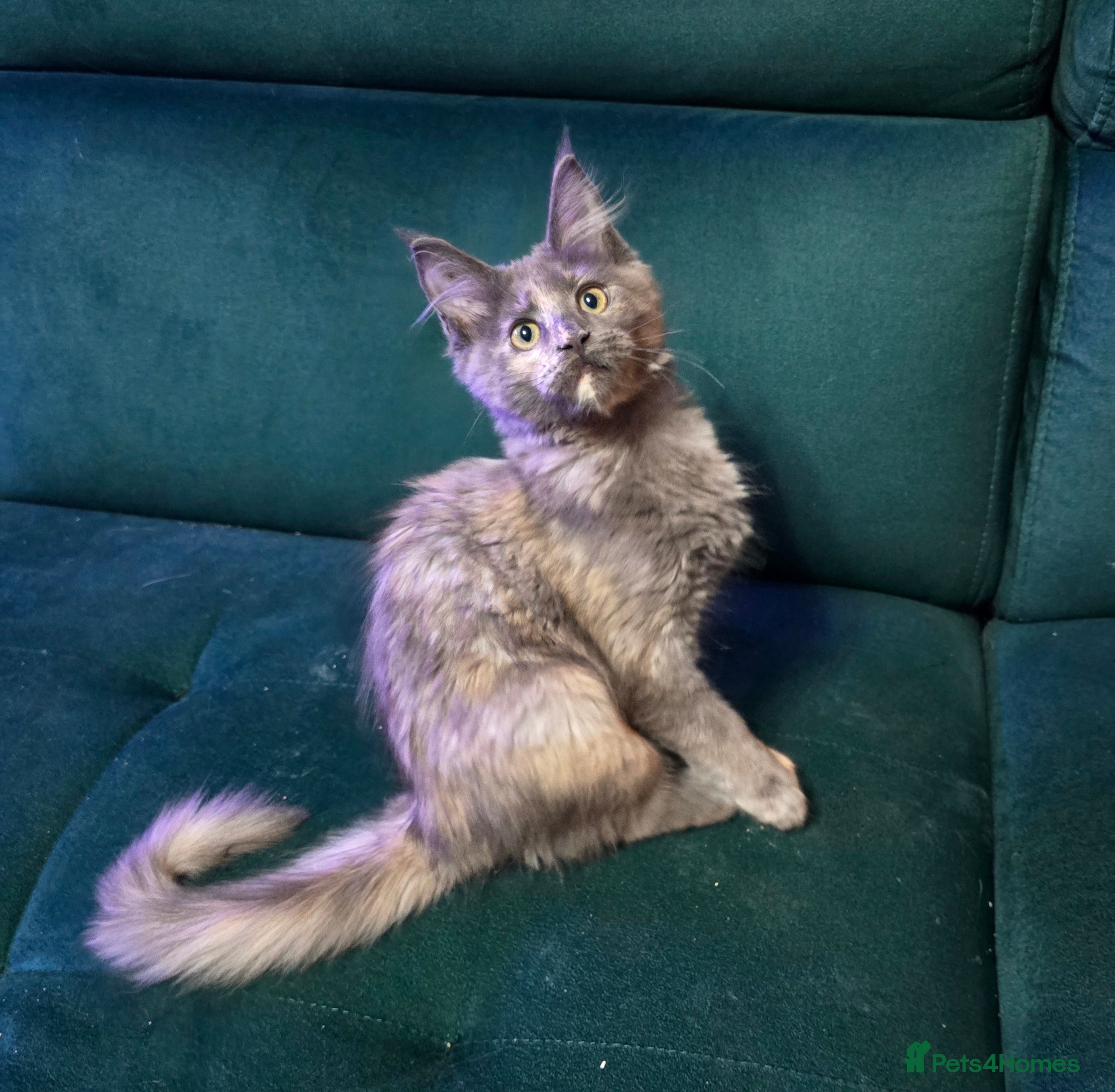 Maine Coon cats Last Girl -  Pure breed Maine Coon Kittens  - Advert 12