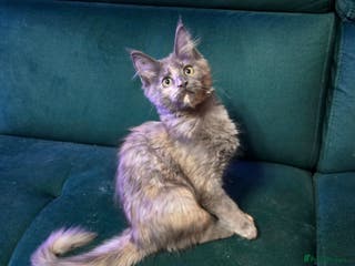 Maine Coon cats Last Girl - Pure breed Maine Coon Kittens - Advert 12