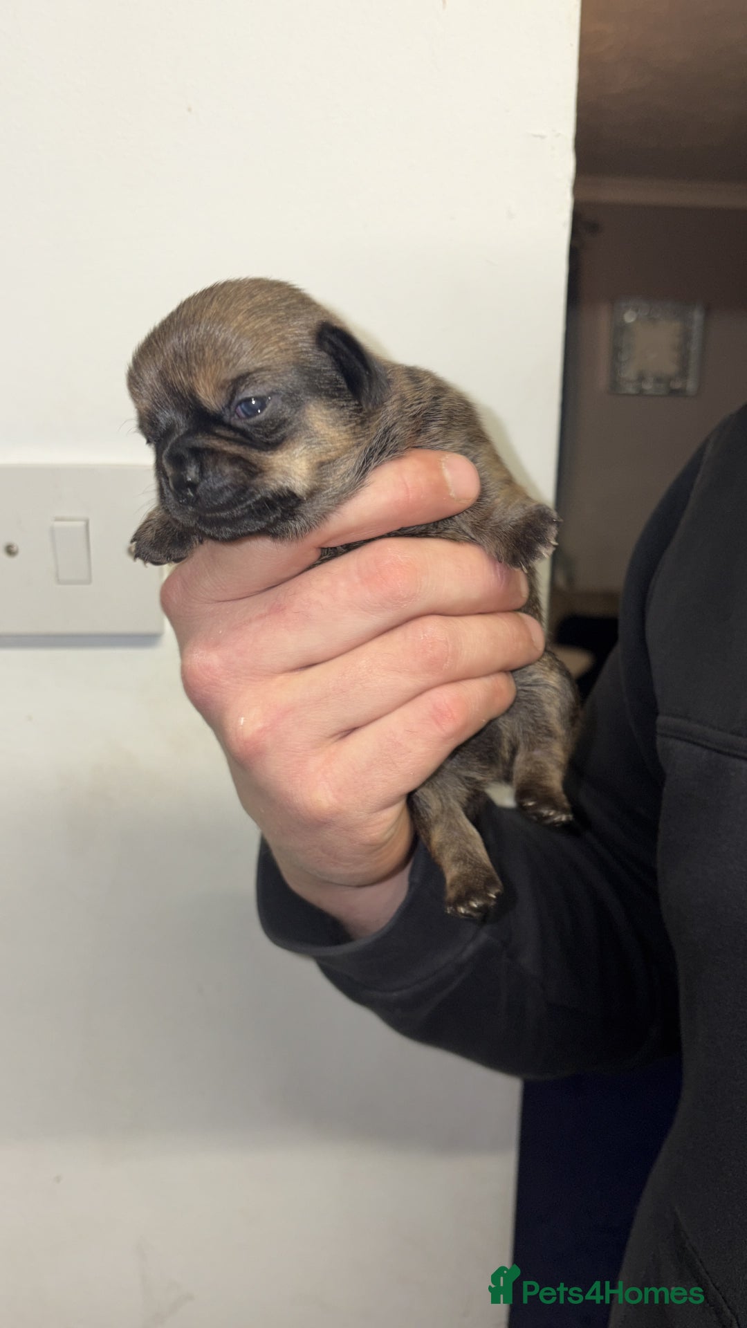 Chihuahua dogs for sale: Tiny Chihuahua puppies - Advert 9