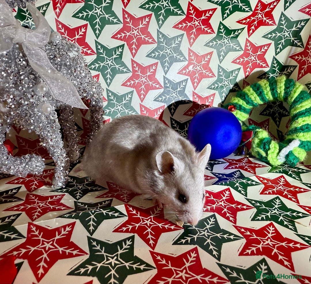 Hamster rodents for sale: Baby hamsters for sale - Advert 20