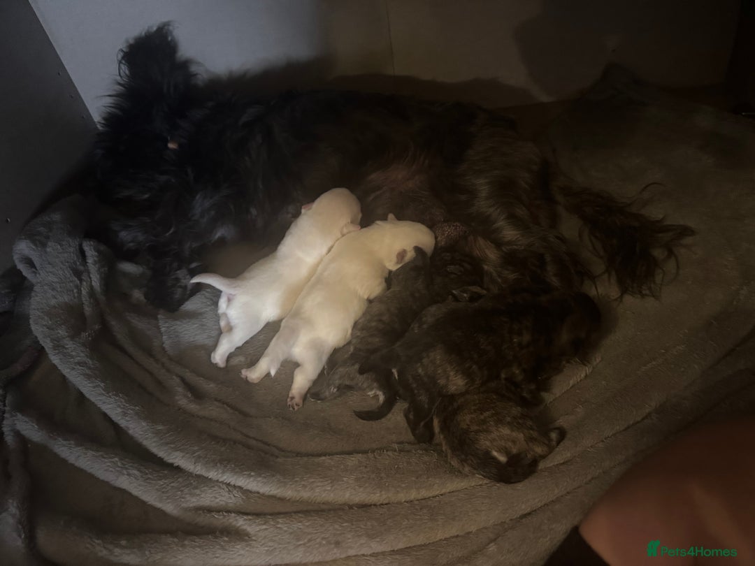 Mixed Breed dogs for sale: westie /wauzers - Advert 17