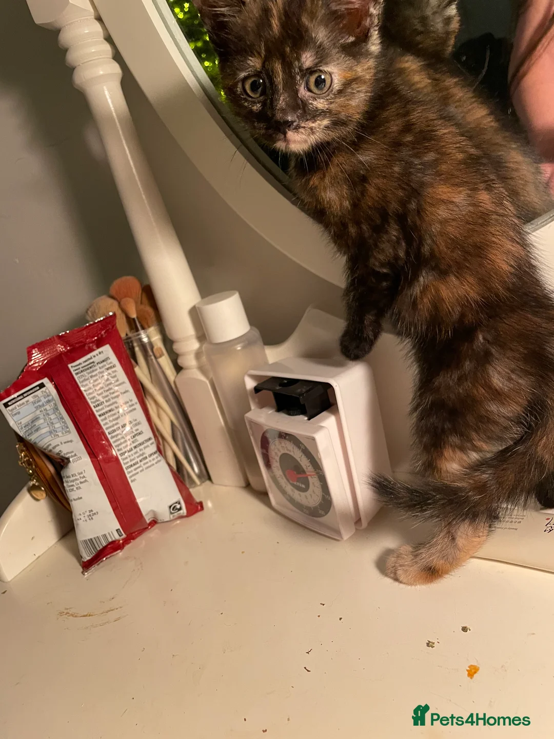 Mixed Breed cats for sale: Colourful kittens looking for home 🩷 - Advert 17