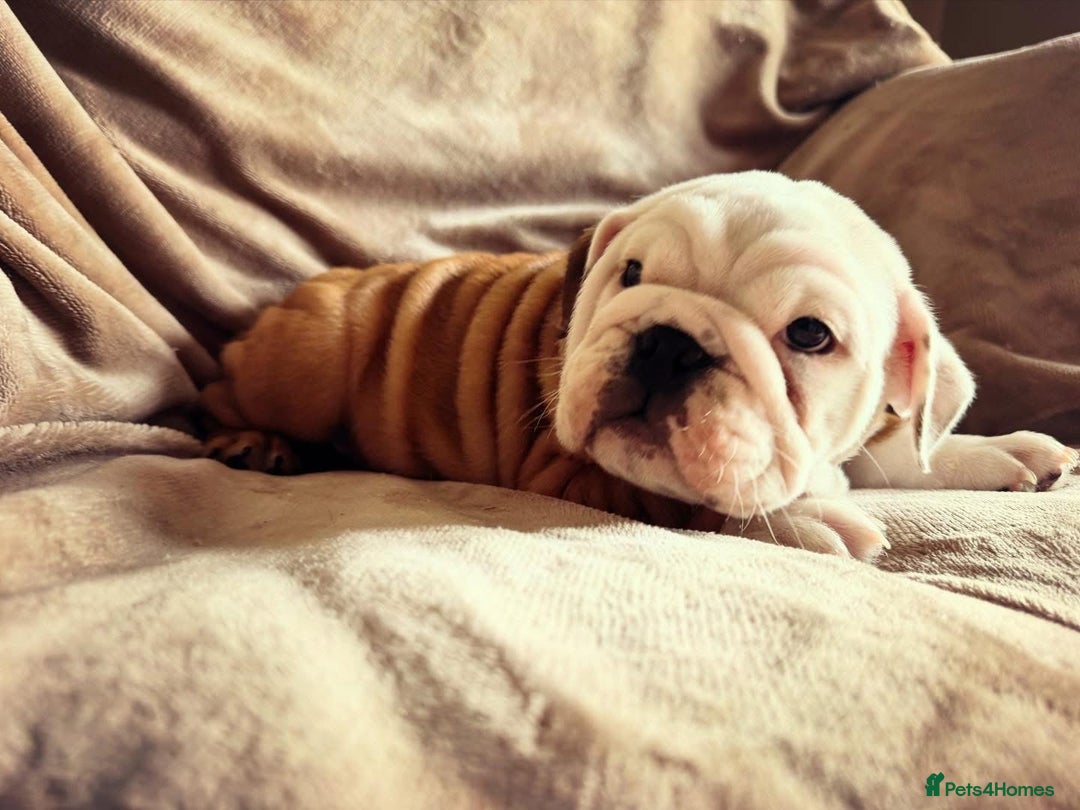 English Bulldog dogs for sale: Quality Ruakuri British standard bulldog - Image 7