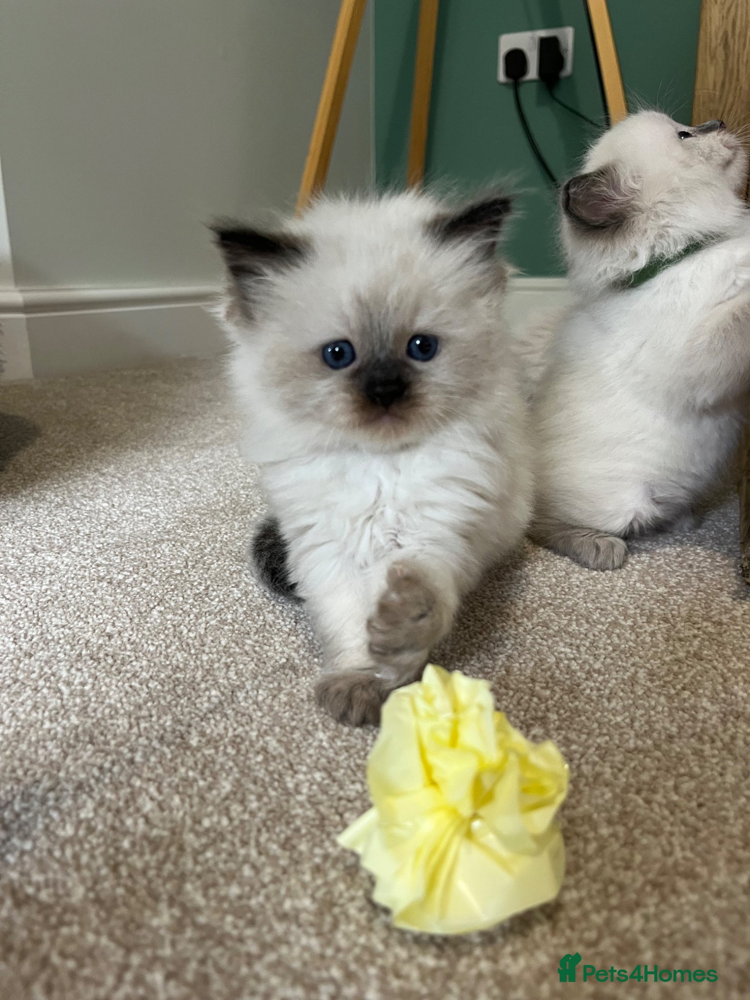 Ragdoll cats Beautiful Ragdoll kittens for sale  - Advert 12