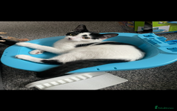 Mixed Breed cats for sale: Dotty, re-homing my indoor cat. £0  - Image 4