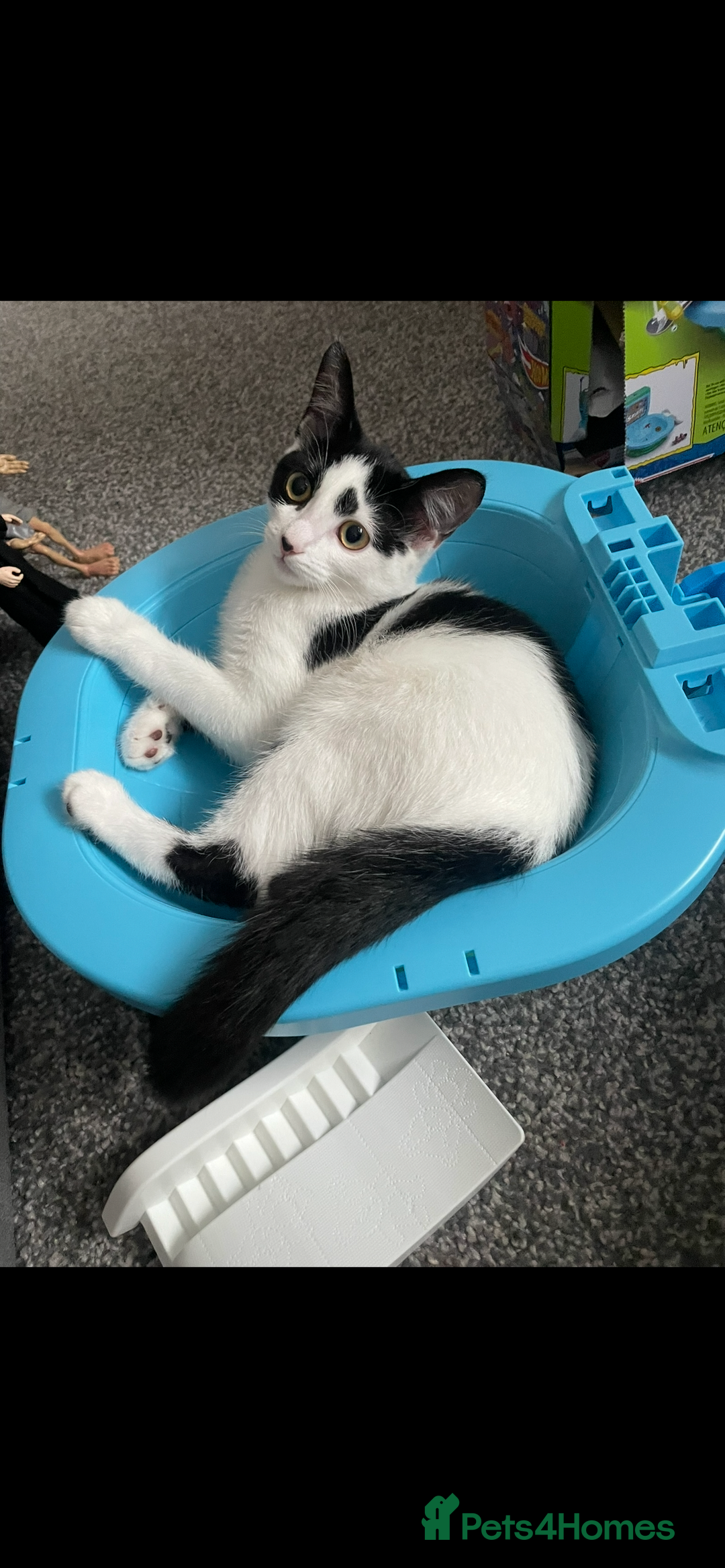 Mixed Breed cats for sale: Dotty, re-homing my indoor cat. £0  - Image 4
