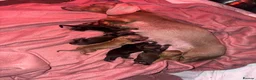 Miniature Dachshund dogs for sale: Miniature dachshund champion bloodline pedigree - Advert 5