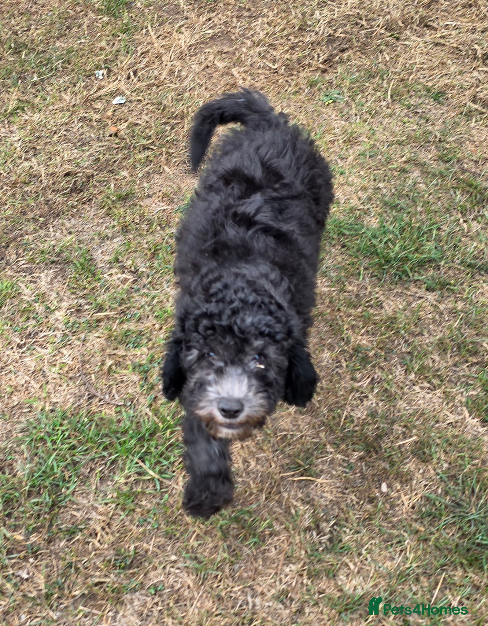 Cockapoo dogs cockapoo Puppy Looking for Their Forever Homes - Advert 13