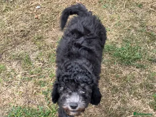 Cockapoo dogs cockapoo Puppy Looking for Their Forever Homes - Advert 13