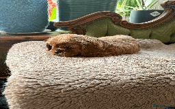Cavalier King Charles Spaniel dogs for sale: READY NOW CavalierKingsCharlesSpaniel boy  - Image 8