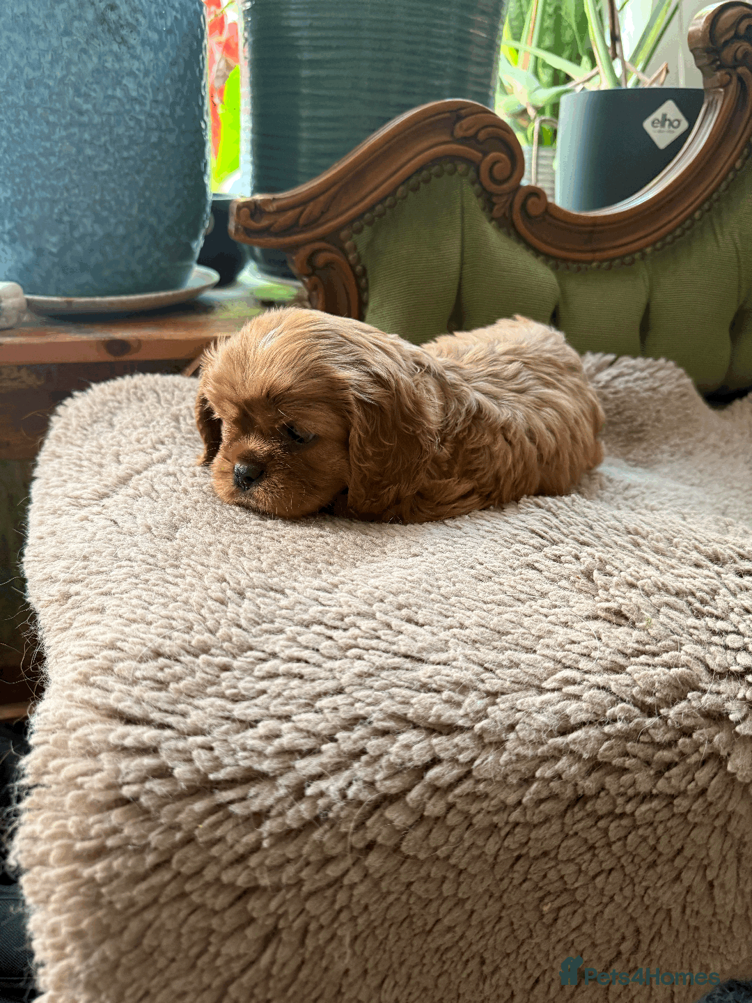Cavalier King Charles Spaniel dogs for sale: READY NOW CavalierKingsCharlesSpaniel boy  - Image 8