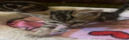 Bengal cats for sale: Beagle x  - Advert 4