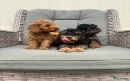Cockapoo dogs for sale: F1 pra clear Cockapoos (council licensed breeder) - Image 17