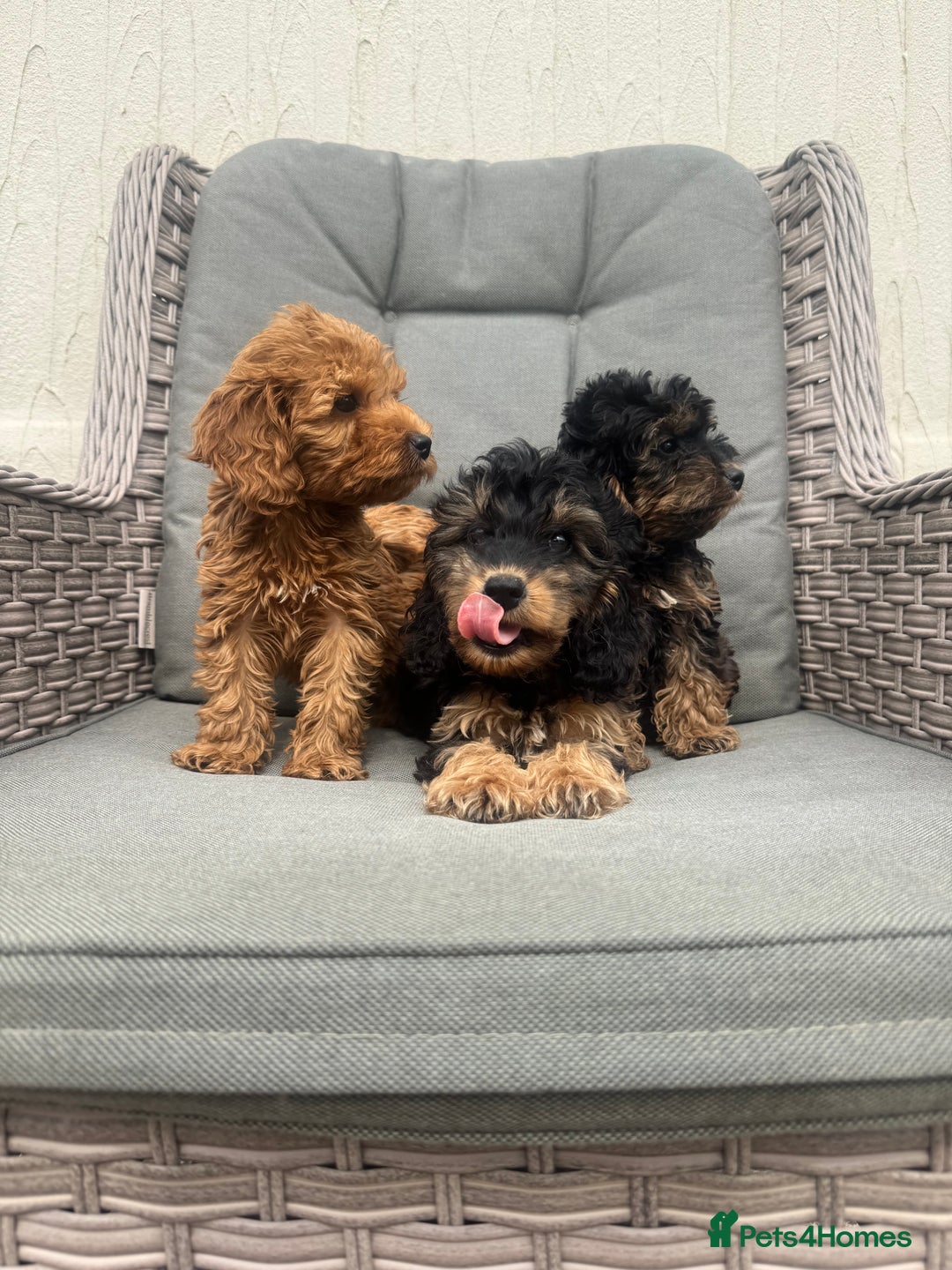 Cockapoo dogs for sale: F1 pra clear Cockapoos (council licensed breeder) - Image 17