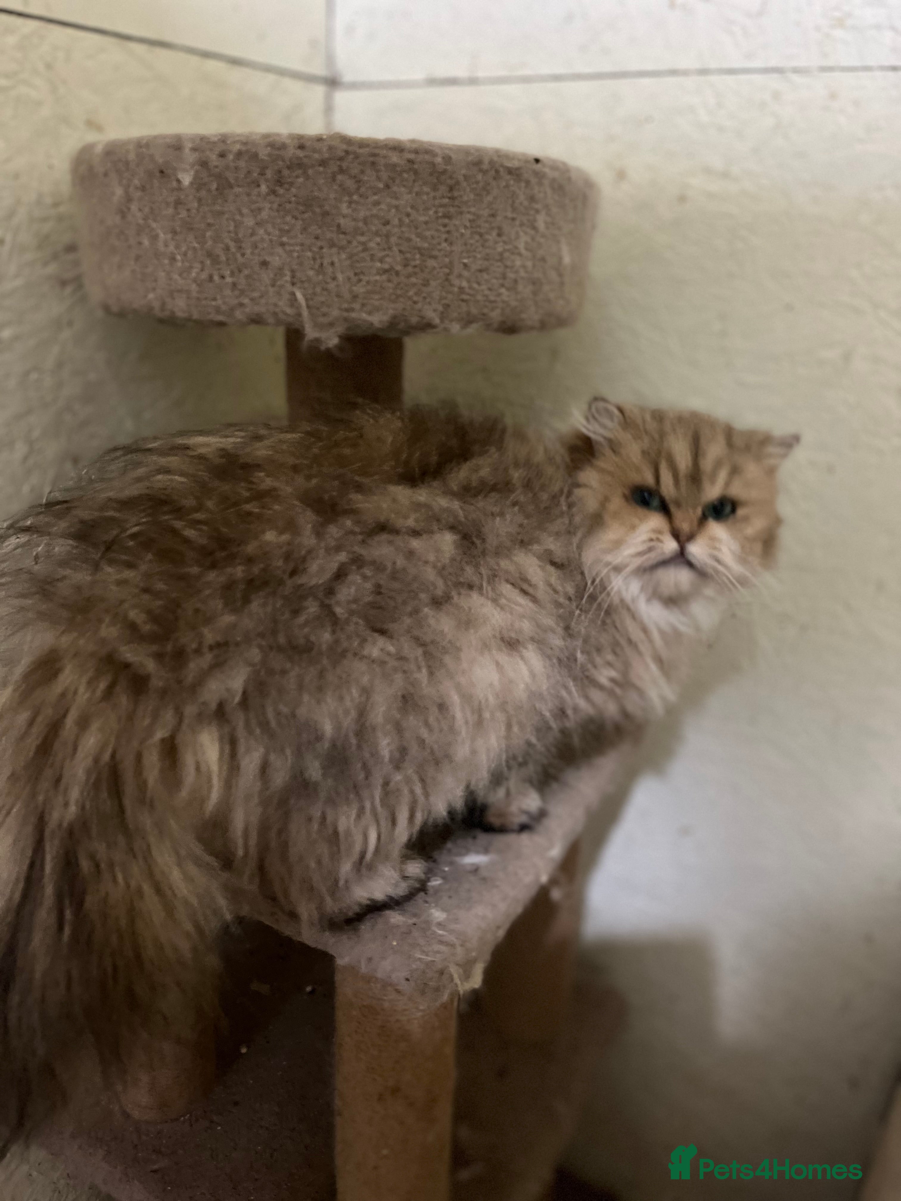 British Longhair cats Adult British Longhairs - Advert 3