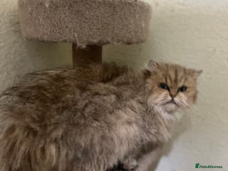 British Longhair cats Adult British Longhairs - Advert 3