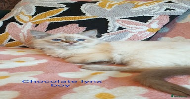 Ragdoll cats Stunning GCCF Chocolate Lynx Ragdoll Kittens. - Advert 9